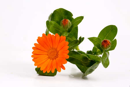 Calendula officinalis Marigold flower with leaf isolatedの写真素材