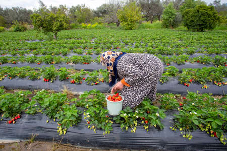 Emiralem / Izmir / Turkey, April 12, 2019, Emiralem strawberry fields, agricultural worker working in the fieldのeditorial素材