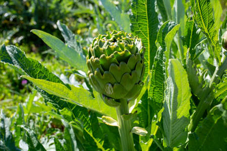 Artichoke field. Artichoke plant growing in vegetable garden. Urla / Izmir / Turkeyの写真素材