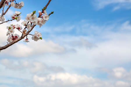 Apricot tree flowers with soft focus. Spring white flowers on a tree branch. Apricot tree in bloom.