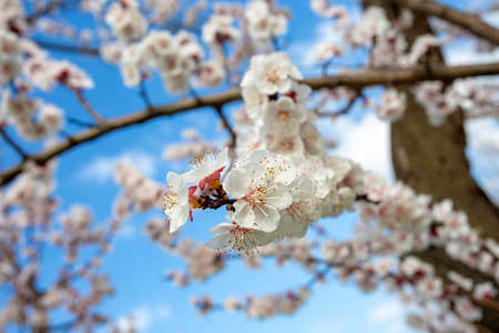 Apricot tree flowers with soft focus. Spring white flowers on a tree branch. Apricot tree in bloom.