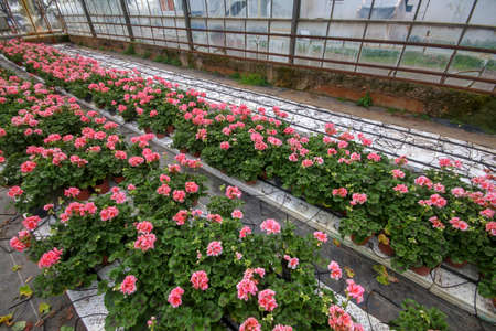 Geranium flowers in garden, greenhouse. Colorful flowers.の写真素材