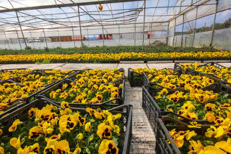 Viola tricolor flower, yellow flower in greenhouse.の写真素材