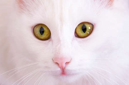 Pet animal; cute white cat. Turkish Ankara Cat.の写真素材