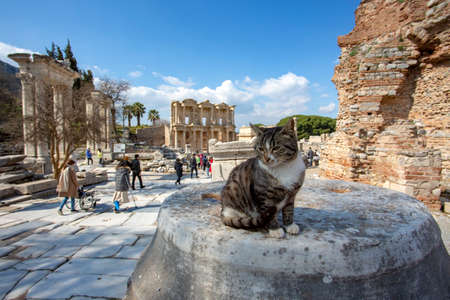 Ephesus historical ancient city and cat. Izmir / Turkeyのeditorial素材