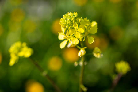 Mustard herbal flower in nature. Flora photo.の写真素材