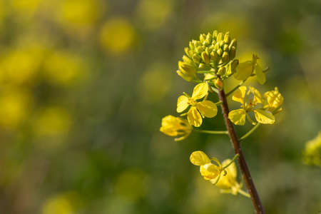 Mustard herbal flower in nature. Flora photo.