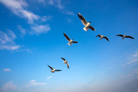 Seagull flying in a sky as a background