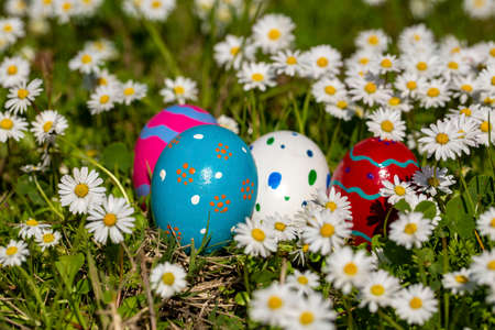 Colorful easter eggs in nature and white daisies