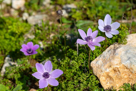 Spring season; wild flower; Anemone (Anemone coronaria)の写真素材