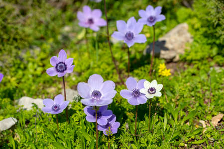 Spring season; wild flower; Anemone (Anemone coronaria)