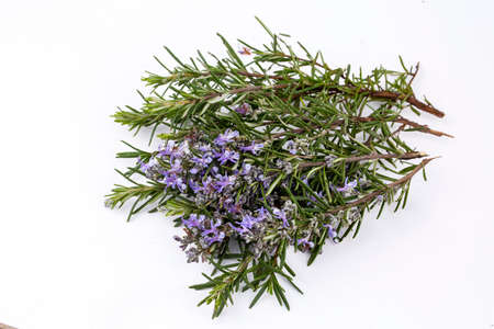 Freshly picked sprig of rosemary isolated on white.