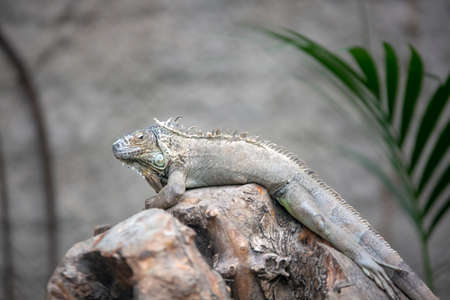 IzmÄ±r Natural life park (natural life park) iguana Animal (Izmir / Turkey)