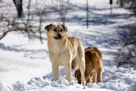 Golcuk / Bolu / Turkey, winter snow landscape and dog. Travel concept photo.