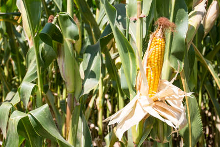 Corn on the cob in plantation field. Ripe maize crops are ready for harvesting.