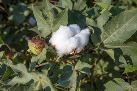 Close-up of Ripe cotton bolls on branchの写真素材