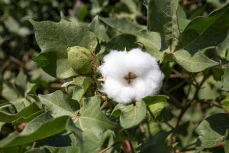 Close-up of Ripe cotton bolls on branch