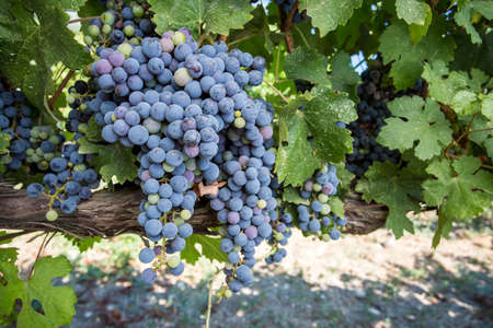 Grapes field, vineyard (Turkey Izmir Buca vineyard)