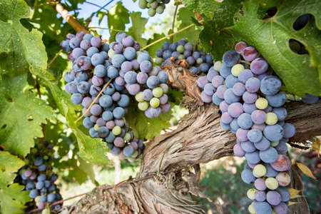 Grapes field, vineyard (Turkey Izmir Buca vineyard)