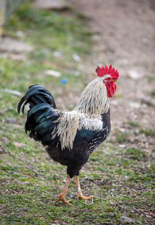 Rooster and Chickens. Free Range Cock and Hensの写真素材