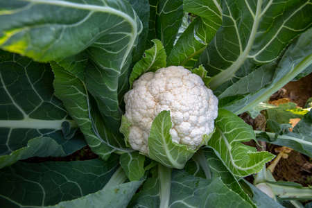 A white cauliflower surrounded by its leaves in a planted fieldの写真素材