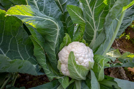 A white cauliflower surrounded by its leaves in a planted fieldの写真素材