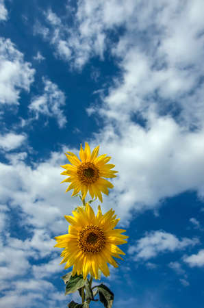 Sunflower field agriculture. Yellow flowers field nature.の写真素材
