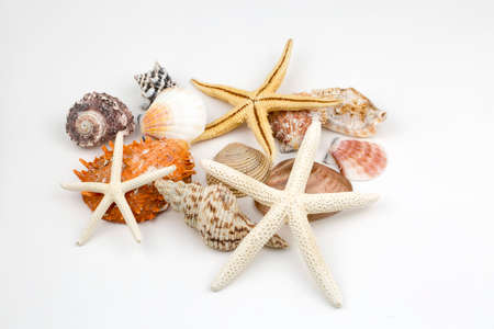Various sea shells, concept, design, photo, backgroundの写真素材