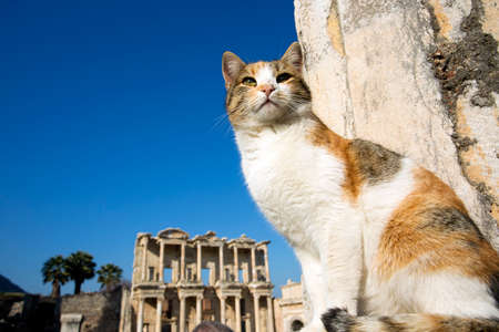 Turkey Izmir Ephesus Ancient City and catの写真素材