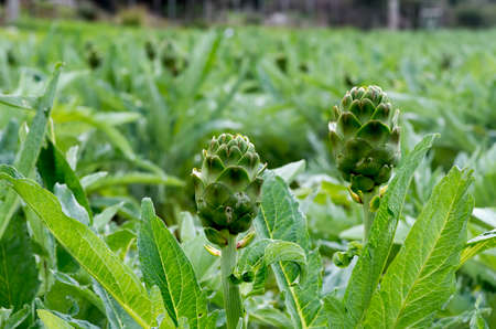 Green artichoke field agriculture (Turkey Izmir Urla)の写真素材