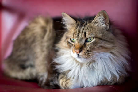 Pet animal; cute catの写真素材