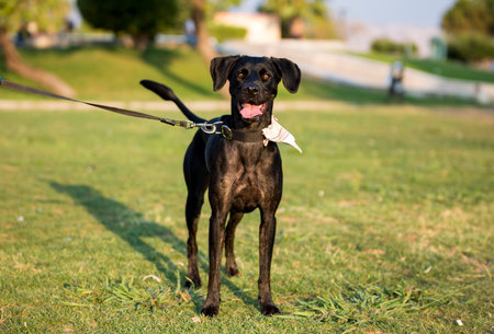 Portrait of a black dog on a leash on a green lawnの写真素材