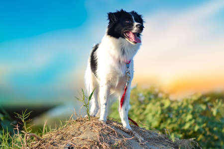 Funny portrait of cute smilling puppy dog border collie walks outdoors at sunset. Pet care and animals concept.の写真素材