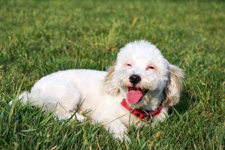 A white Bichon Frise dog lying on the grass.の写真素材