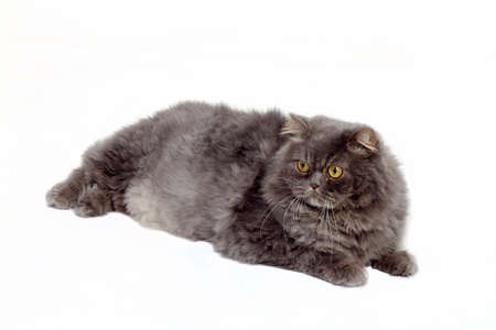 Pet animal; cute catの写真素材