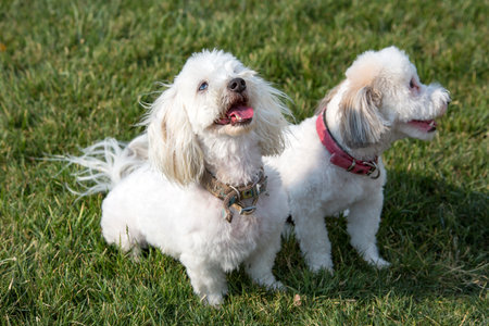 Two small white dogs are standing on the green grass in the park.の写真素材