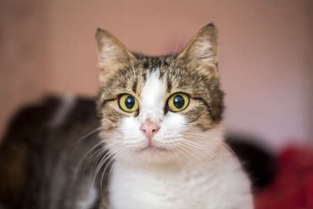 Pet animal; cute cat