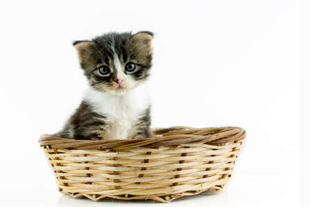 Pet animal; cute catの写真素材