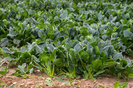 Green Spinach farming field in Turkey Izmirの写真素材