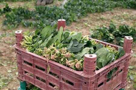 Green Spinach farming field in Turkey Izmir