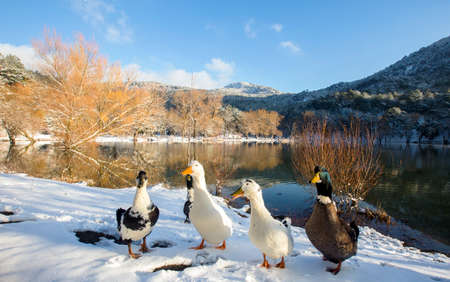 Turkey Izmir Black Lake (Karagol) winter landscape (Izmir Yamanlar)の写真素材