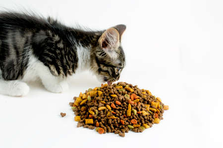 Pet animal; cat, dry food.の写真素材