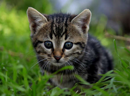 The cute stray cat (Turkey Izmir)