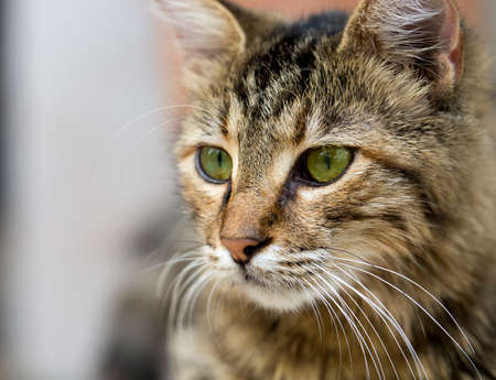 The cute stray cat (Turkey Izmir)の写真素材