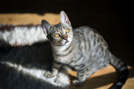 The cute stray cat (Turkey Izmir)