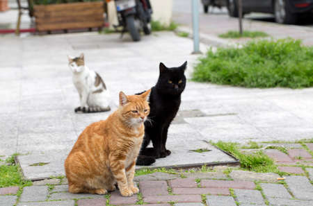 The cute stray cat (Turkey Izmir)の写真素材