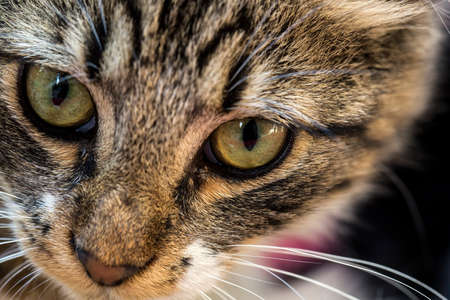 The cute stray cat (Turkey Izmir)