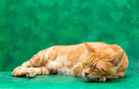 The cute stray cat (Turkey Izmir)