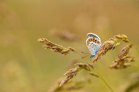 Butterfly on the colorful flower in nature.の写真素材