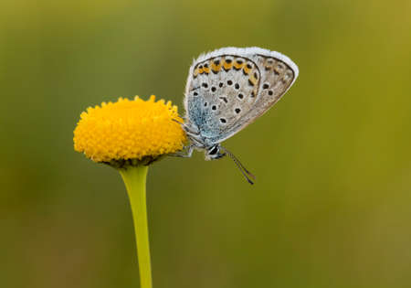 Butterfly on the colorful flower in nature.の写真素材